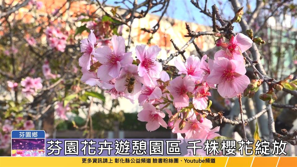 113-02-23 新春一起來賞花 芬園花卉園區上萬棵櫻花盛開